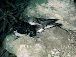 Fluttering shearwater | Pakahā. Pair at breeding colony. Rurima Rocks, Bay of Plenty, November 1972. Image © Department of Conservation (image ref: 10035353) by Chris Smuts-Kennedy, Department of Conservation.