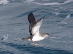 Fluttering shearwater | Pakahā. Adult taking flight. Off Brothers Islands, Cook Strait, October 2019. Image © Colin Miskelly by Colin Miskelly.