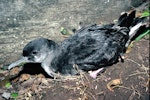 Fluttering shearwater | Pakahā. Adult on ground. Stack north of Stanley Island, July 1987. Image © Alan Tennyson by Alan Tennyson.