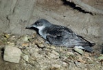 Fluttering shearwater | Pakahā. Adult at breeding colony. Trio Islands, Marlborough Sounds, November 1958. Image © Department of Conservation (image ref: 10035352) by Brian Bell, Department of Conservation.