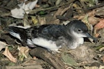 Fluttering shearwater | Pakahā. Adult on ground. Middle Island, Aldermen Islands, January 2003. Image © Department of Conservation (image ref: 10055590) by Paul Schilov, Department of Conservation.