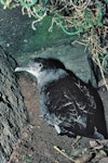 Fluttering shearwater | Pakahā. Adult on ground. Stack north of Stanley Island, July 1987. Image © Alan Tennyson by Alan Tennyson.