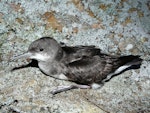 Fluttering shearwater | Pakahā. Adult on ground. Aorangi Island, Poor Knights Islands, December 2011. Image © Alan Tennyson by Alan Tennyson.