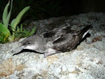 Fluttering shearwater | Pakahā. Adult on ground at night. Aorangi Island, Poor Knights Islands, December 2011. Image © Alan Tennyson by Alan Tennyson.