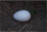 Fluttering shearwater | Pakahā. Fresh egg. Mana Island, October 2012. Image © Colin Miskelly by Colin Miskelly.