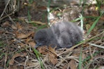 Fluttering shearwater | Pakahā. Chick. Mana Island, November 2012. Image © Colin Miskelly by Colin Miskelly.