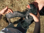 Fluttering shearwater | Pakahā. Chick ready to fledge showing wing. Maud Island, January 1995. Image © Alan Tennyson by Alan Tennyson.