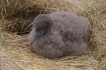 Fluttering shearwater | Pakahā. Chick. Mana Island, December 2010. Image © Colin Miskelly by Colin Miskelly.