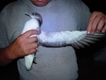 Fluttering shearwater | Pakahā. Adult showing underwing and underside. Burgess Island, January 2011. Image © Graeme Taylor by Graeme Taylor.