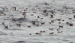 Fluttering shearwater | Pakahā. Flock at sea with a few larger Buller's shearwaters. Hauraki Gulf, October 2004. Image © Colin Miskelly by Colin Miskelly.