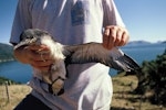 Fluttering shearwater | Pakahā. Chick ready to fledge showing underwing. Maud Island, January 1995. Image © Alan Tennyson by Alan Tennyson.