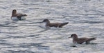 Fluttering shearwater | Pakahā. Three adults on the sea. Marlborough Sounds, August 2017. Image © Rebecca Bowater by Rebecca Bowater FPSNZ AFIAP.