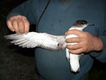 Fluttering shearwater | Pakahā. Adult underwing and undertail. Aorangi Island, Poor Knights Islands, December 2011. Image © Alan Tennyson by Alan Tennyson.