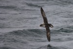 Fluttering shearwater | Pakahā. Individual with leucism. Aramoana Mole, Dunedin, February 2022. Image © Oscar Thomas by Oscar Thomas.