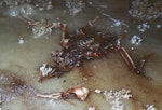 Scarlett's shearwater | Ōiruki. Skeleton in situ. Te Ana Titi Cave, Fox River, January 1991. Image © Colin Miskelly by Colin Miskelly.