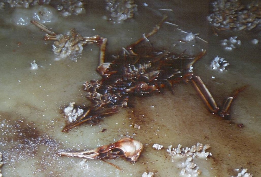 Scarlett's shearwater | Ōiruki. Skeleton in situ. Te Ana Titi Cave, Fox River, January 1991. Image © Colin Miskelly by Colin Miskelly.