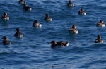 Hutton's shearwater | Kaikōura tītī. Adults on water. Kaikoura pelagic, January 2013. Image © Colin Miskelly by Colin Miskelly.