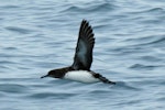 Hutton's shearwater | Kaikōura tītī. In flight showing white underwing patch and dark armpits. Kaikoura pelagic, October 2008. Image © Duncan Watson by Duncan Watson.