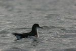 Hutton's shearwater | Kaikōura tītī. Adult on water. Off Kaikoura Peninsula, March 2010. Image © Peter Langlands by Peter Langlands.