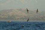 Hutton's shearwater | Kaikōura tītī. Four birds in flight. Off Kaikoura Peninsula, March 2010. Image © Peter Langlands by Peter Langlands.