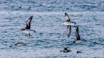 Hutton's shearwater | Kaikōura tītī. Flock in flight. Kahutara River mouth, Kaikoura, October 2020. Image © Derek Templeton by Derek Templeton.