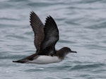 Hutton's shearwater | Kaikōura tītī. In flight. Aramoana Mole, Dunedin. Image © Oscar Thomas by Oscar Thomas.