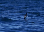 Hutton's shearwater | Kaikōura tītī. Ventral view of adult in flight. Kaikoura pelagic, January 2013. Image © Colin Miskelly by Colin Miskelly.