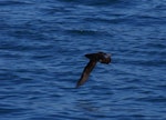 Hutton's shearwater | Kaikōura tītī. Dorsal view of adult in flight. Kaikoura pelagic, January 2013. Image © Colin Miskelly by Colin Miskelly.