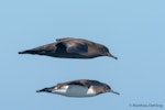 Hutton's shearwater | Kaikōura tītī. Adult (below) in flight with sooty shearwater. Off Stewart Island, February 2017. Image © Matthias Dehling by Matthias Dehling.