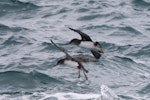 Hutton's shearwater | Kaikōura tītī. In flight with fluttering shearwater (below). Aramoana Mole, Dunedin, September 2022. Image © Oscar Thomas by Oscar Thomas.