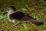 Hutton's shearwater | Kaikōura tītī. Adult on ground at breeding colony at night. Kowhai Stream colony, Seaward Kaikoura Ranges, December 2011. Image © Mark Fraser by Mark Fraser.