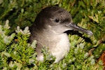 Hutton's shearwater | Kaikōura tītī. Adult on ground at breeding colony at night. Kowhai Stream colony, Seaward Kaikoura Ranges, December 2011. Image © Mark Fraser by Mark Fraser.