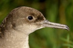 Hutton's shearwater | Kaikōura tītī. Close up of adult head. Kowhai Stream colony, Seaward Kaikoura Ranges, December 2011. Image © Mark Fraser by Mark Fraser.