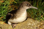 Hutton's shearwater | Kaikōura tītī. Adult on the ground at breeding colony at night. Kowhai Stream colony, Seaward Kaikoura Ranges, December 2011. Image © Mark Fraser by Mark Fraser.