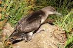 Hutton's shearwater | Kaikōura tītī. Adult at breeding colony. Kowhai Stream colony, Seaward Kaikoura Ranges, December 2011. Image © Mark Fraser by Mark Fraser.