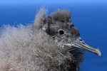 Hutton's shearwater | Kaikōura tītī. Chick. Kaikoura Peninsula recovery project, March 2008. Image © Rebecca Bowater FPSNZ by Rebecca Bowater FPSNZ.