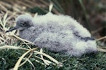 Hutton's shearwater | Kaikōura tītī. Chick. Upper Kowhai River, Seaward Kaikoura Range, March 1987. Image © Department of Conservation (image ref: 10048968) by Greg Sherley, Department of Conservation.