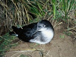 Hutton's shearwater | Kaikōura tītī. Adult at breeding colony. Seaward Kaikoura Range. Image © Department of Conservation (image ref: 10048969) by Department of Conservation.