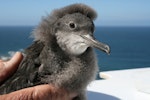 Hutton's shearwater | Kaikōura tītī. Chick. Kaikoura Peninsula, January 2008. Image © Kate Steffens by Kate Steffens.