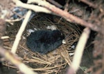 Hutton's shearwater | Kaikōura tītī. Chick in nest. Upper Kowhai Valley, Kaikoura, December 1989. Image © Alan Tennyson by Alan Tennyson.