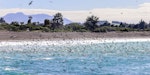 Hutton's shearwater | Kaikōura tītī. Flock feeding close inshore. Kahutara River mouth, Kaikoura, October 2020. Image © Derek Templeton by Derek Templeton.