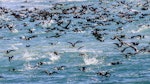 Hutton's shearwater | Kaikōura tītī. Flock feeding. Kahutara River mouth, Kaikoura, October 2020. Image © Derek Templeton by Derek Templeton.