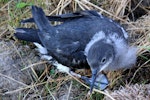 Hutton's shearwater | Kaikōura tītī. Fledgling. Kaikoura Peninsula recovery project, March 2008. Image © Rebecca Bowater FPSNZ by Rebecca Bowater FPSNZ.