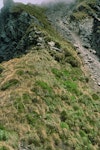 Hutton's shearwater | Kaikōura tītī. Breeding colony. Shearwater Stream, Seaward Kaikoura Range, December 1993. Image © Department of Conservation (image ref: 10040660) by Greg Sherley, Department of Conservation.