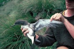 Hutton's shearwater | Kaikōura tītī. Adult underwing and side. Upper Kowhai Valley, Kaikoura, December 1989. Image © Alan Tennyson by Alan Tennyson.