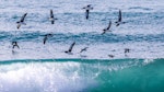 Hutton's shearwater | Kaikōura tītī. Flock in flight. Kahutara River mouth, Kaikoura, October 2020. Image © Derek Templeton by Derek Templeton.