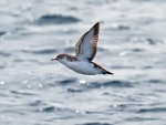 Little shearwater | Totorore. Adult in flight. Hauraki Gulf, November 2009. Image © Phil Swanson by Phil Swanson.