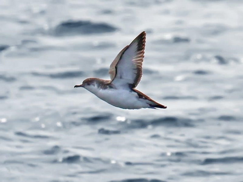 Little shearwater | Totorore. Adult in flight. Hauraki Gulf, November 2009. Image © Phil Swanson by Phil Swanson.