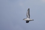 Little shearwater | Totorore. Adult in flight. At sea off Tutukaka, May 2022. Image © Oscar Thomas by Oscar Thomas.