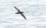 Little shearwater | Totorore. Dorsal view. Bay of Islands, January 2017. Image © Matthias Dehling by Matthias Dehling.